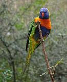 Lorikeet 9Y209D-189